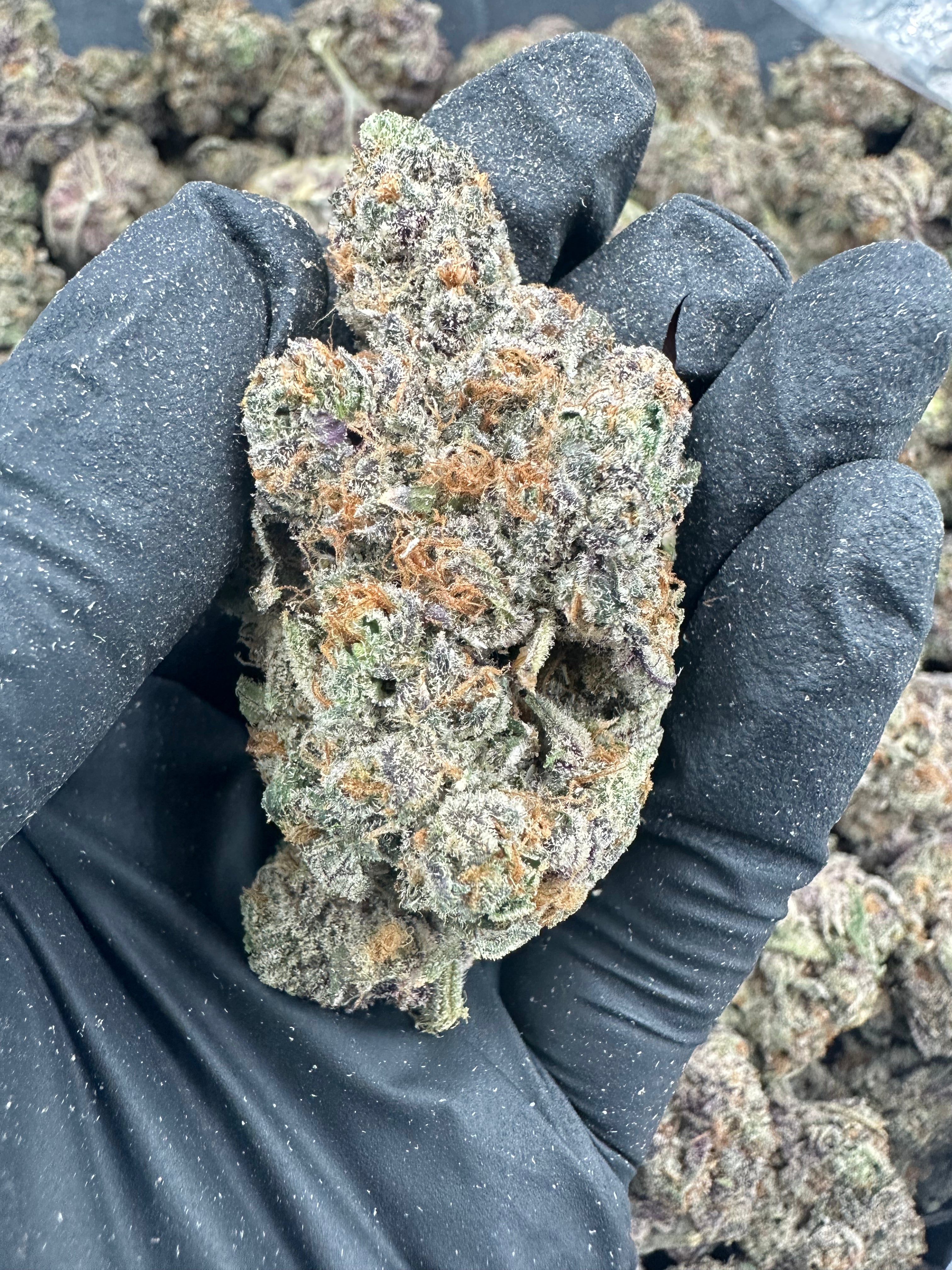 Watermelon Zkittlez THCA Flower (Exotic) - Image 5