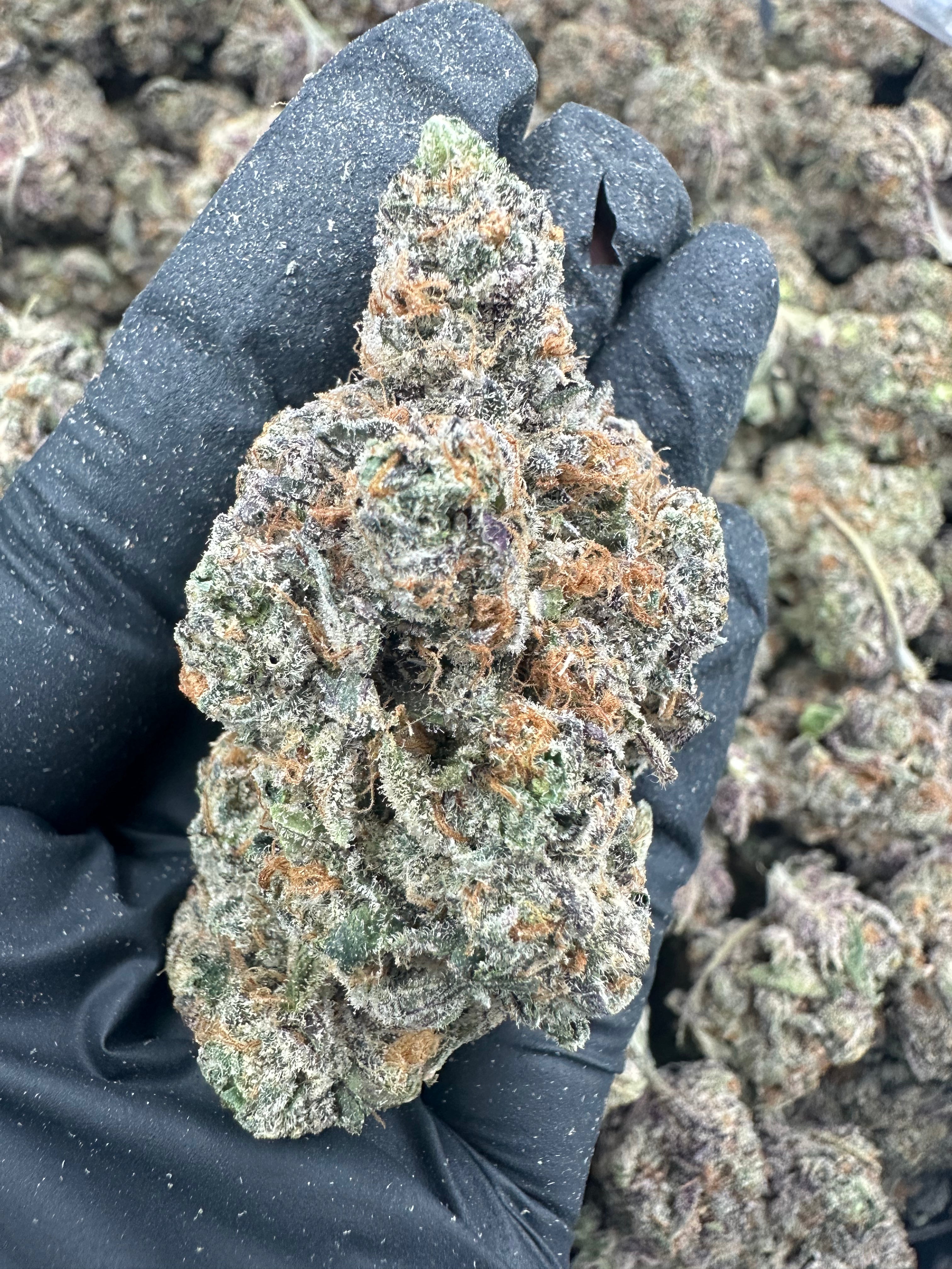Watermelon Zkittlez THCA Flower (Exotic) - Image 3