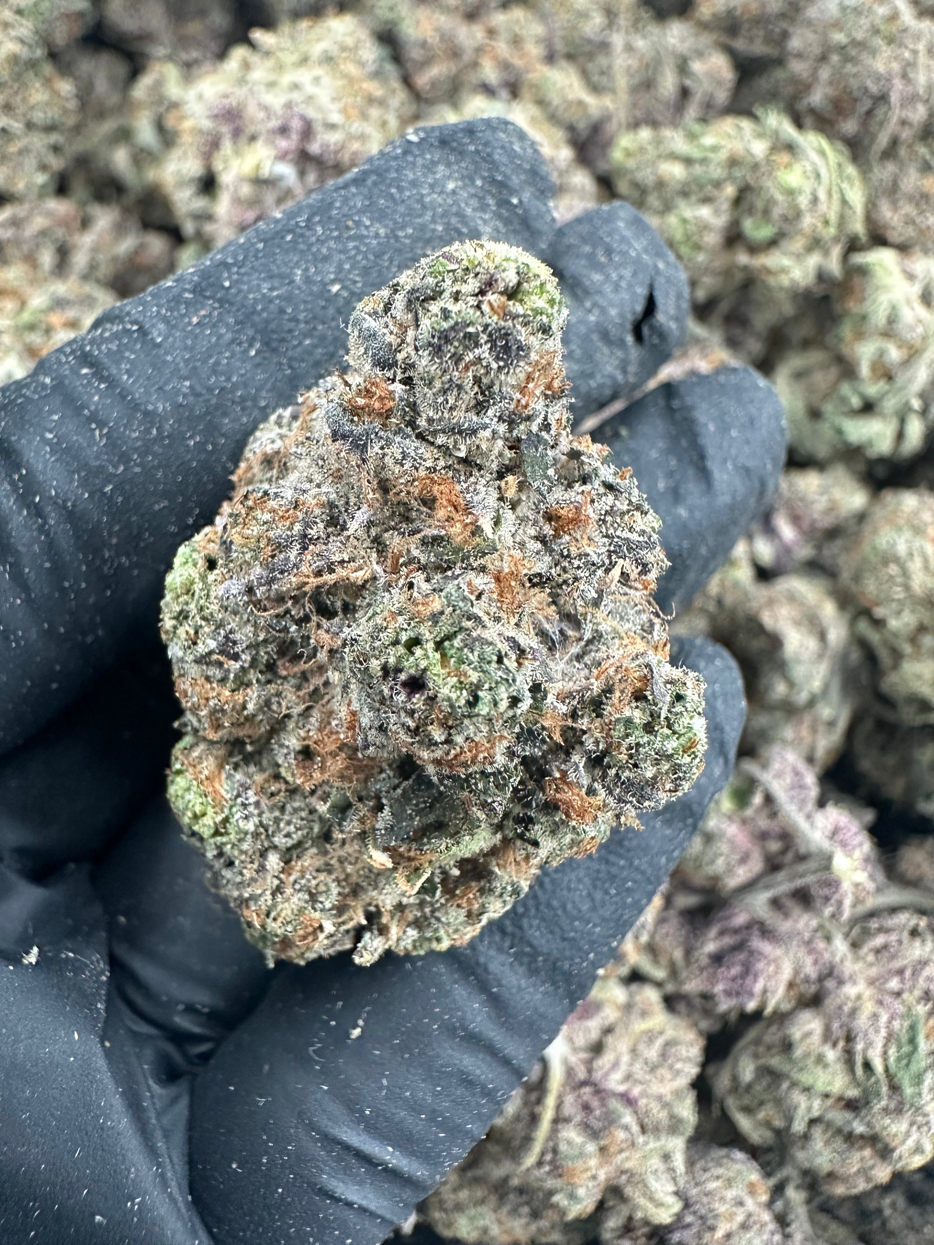 Watermelon Zkittlez THCA Flower (Exotic) - Image 2