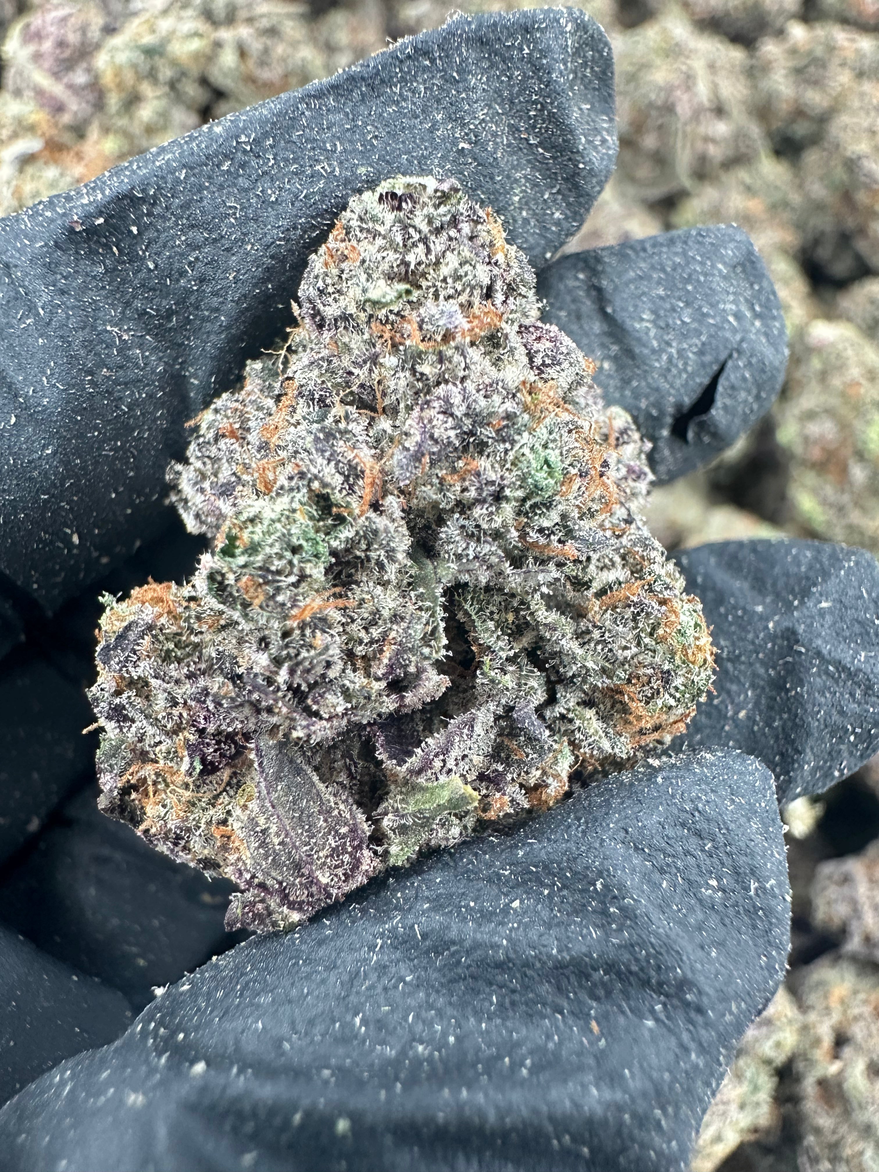 Watermelon Zkittlez THCA Flower (Exotic) - Image 4